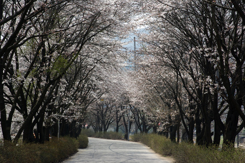 에덴 상천 벚꽃길 이미지