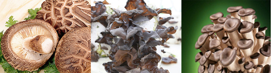 버섯 이미지 순서대로 표고버섯, 목이버섯, 느타리버섯